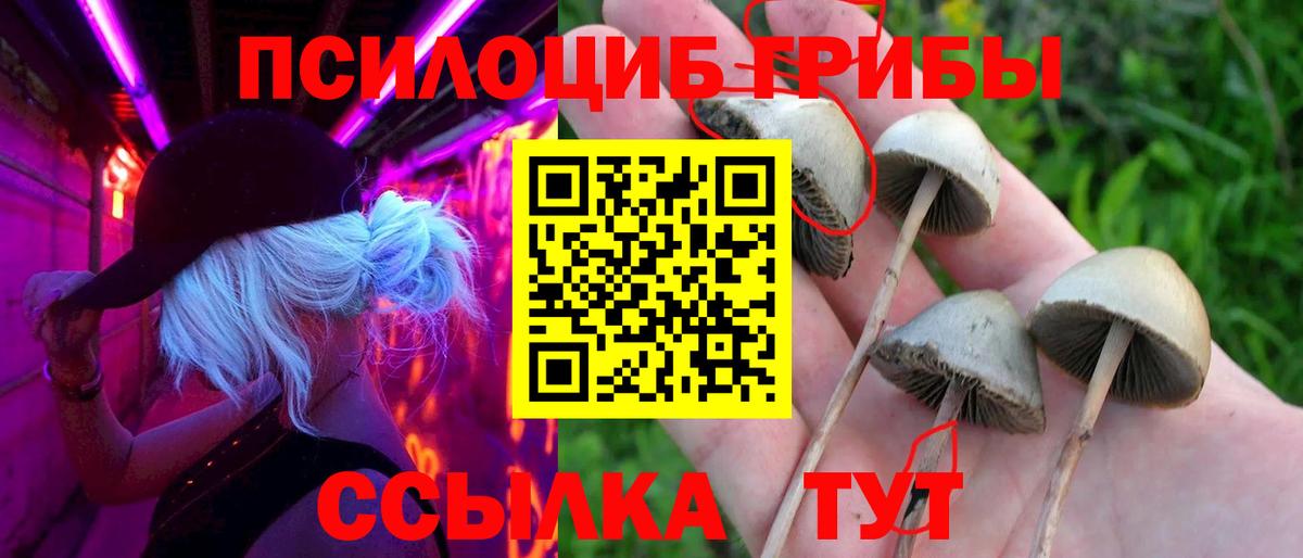Камышин  Псилоцибиновые грибы ЛСД  продажа наркотиков  Вход с VPN  Псилоцибиновые грибы Psilocybine cubensis 
